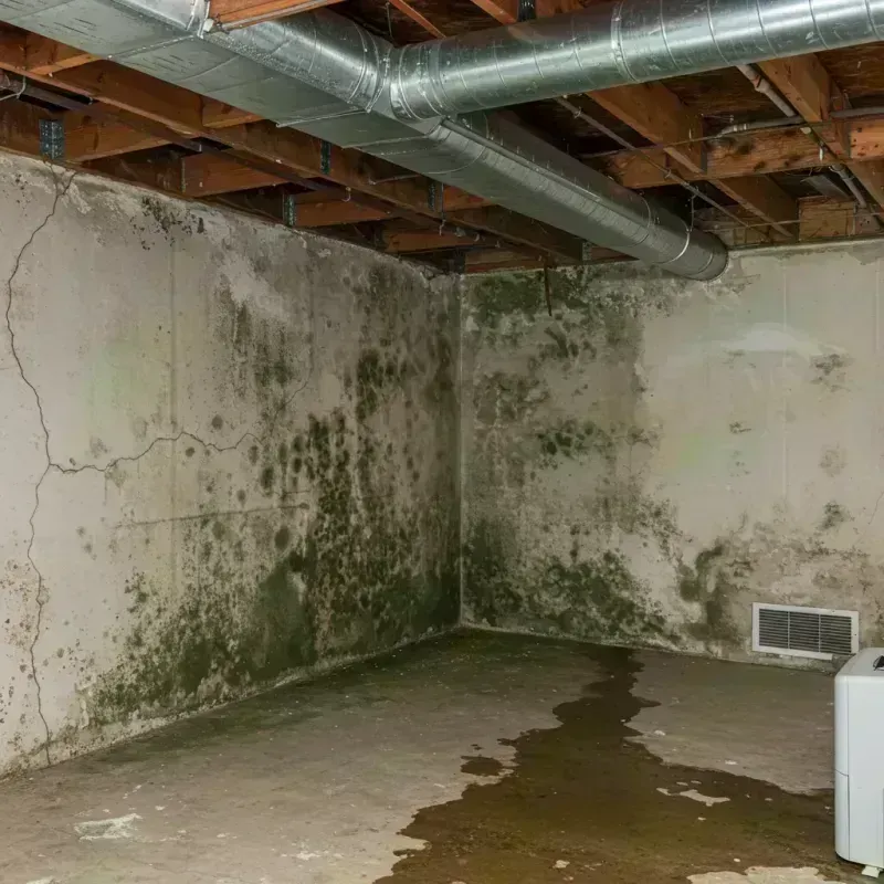 Professional Mold Removal in Waverly, IL